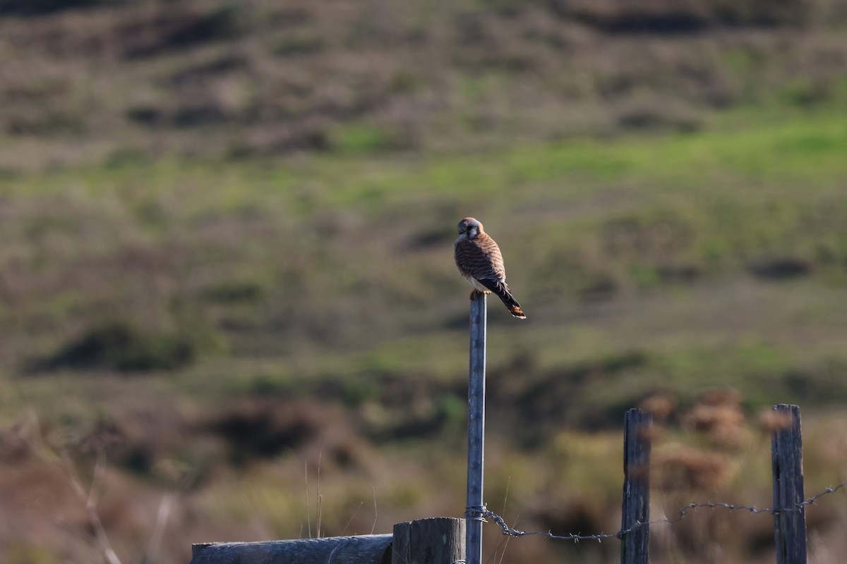 Buntfalke - ML646952806