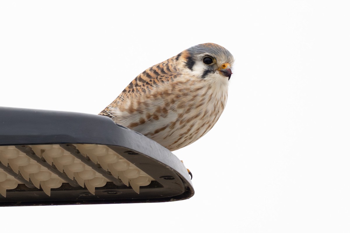 Cernícalo Americano - ML646952808