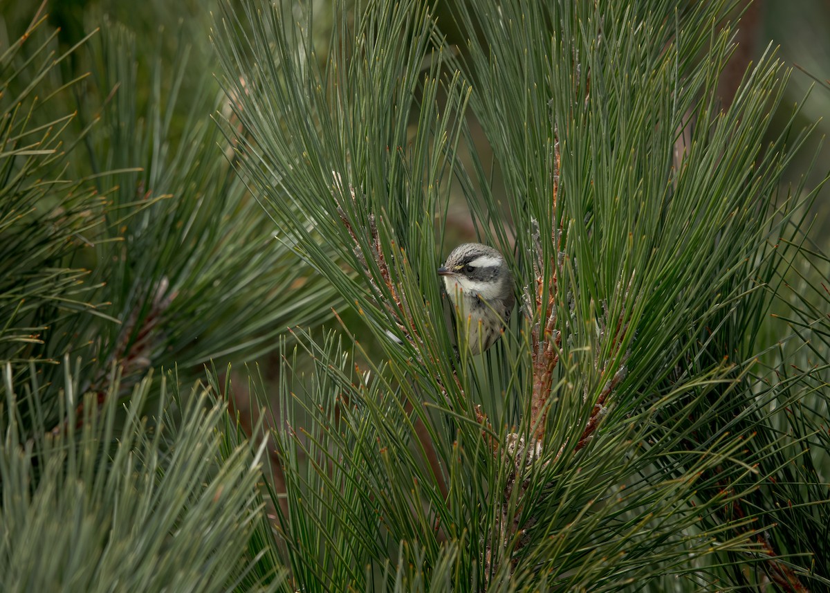 Kara Şeritli Ötleğen - ML646952812