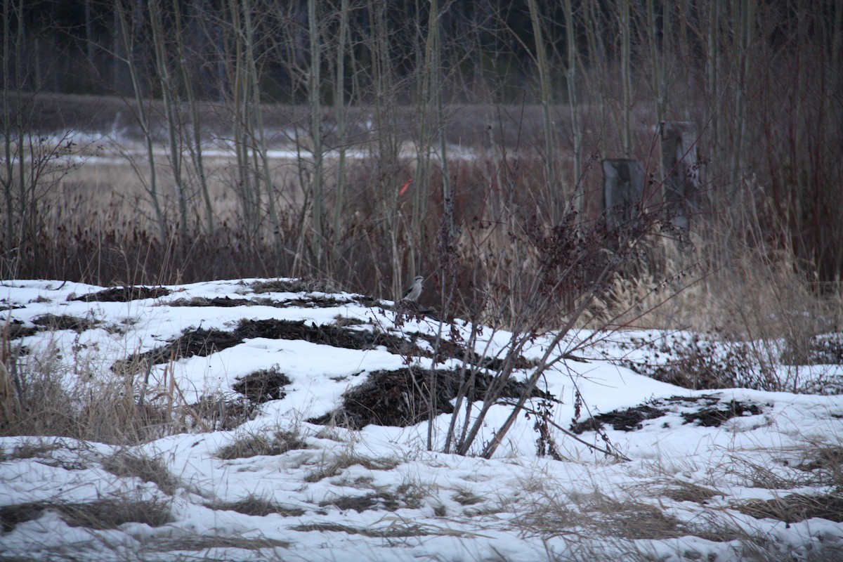 Northern Shrike - ML646952813