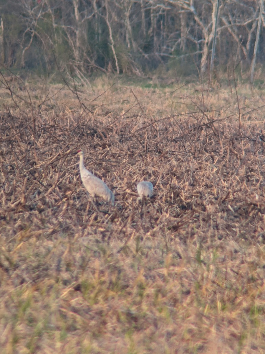 Sandhill Crane - ML646952814