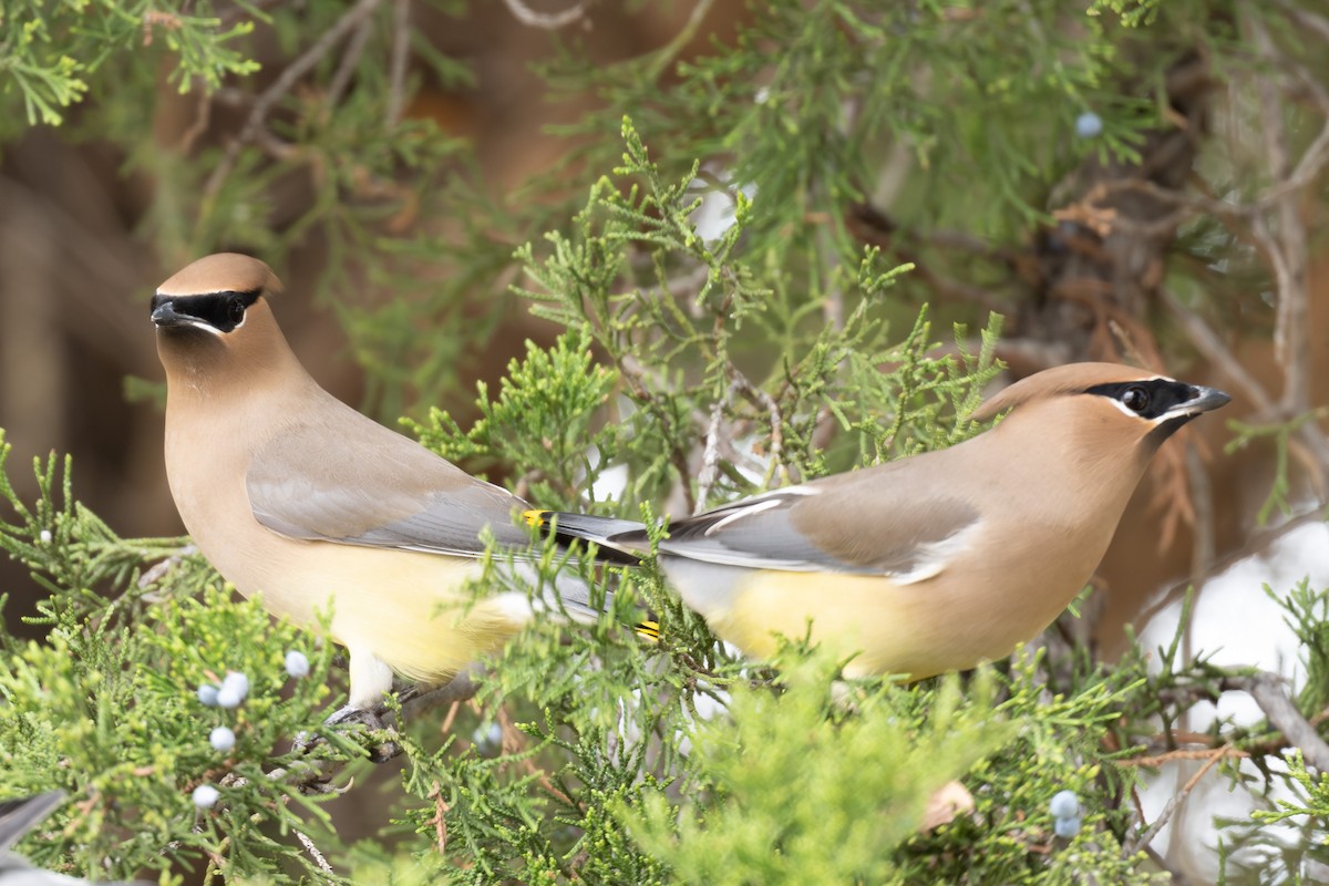 Ampelis Americano - ML646952815