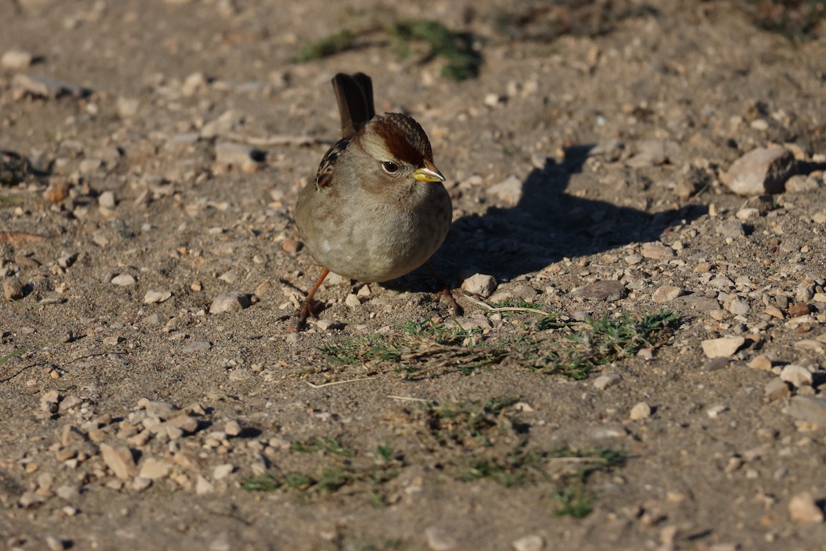 Dachsammer - ML646952817