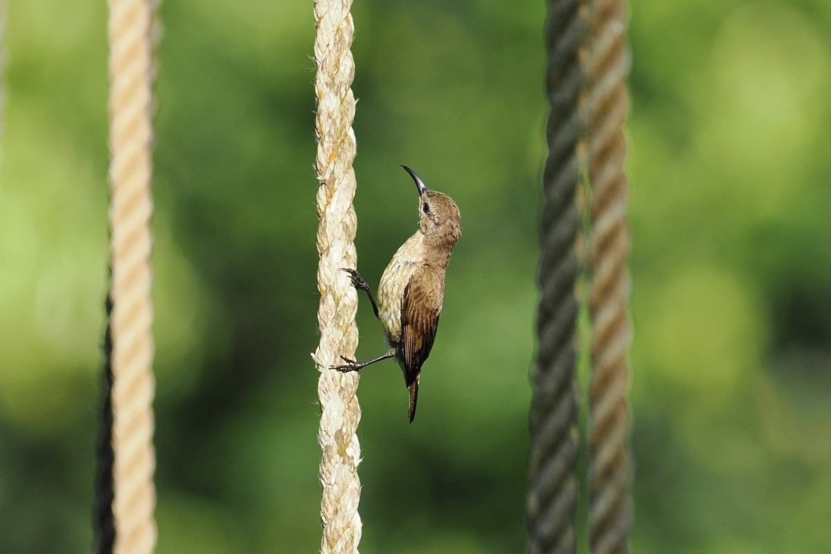 Нектарець каштановий - ML646952818