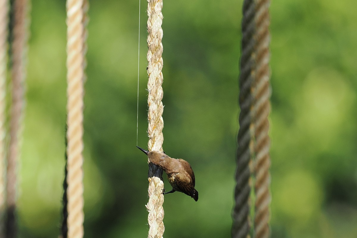 Нектарець каштановий - ML646952819