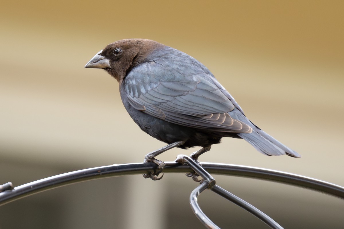 Tordo Cabecipardo - ML646952824