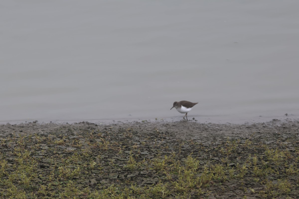 Spotted Sandpiper - ML646952827