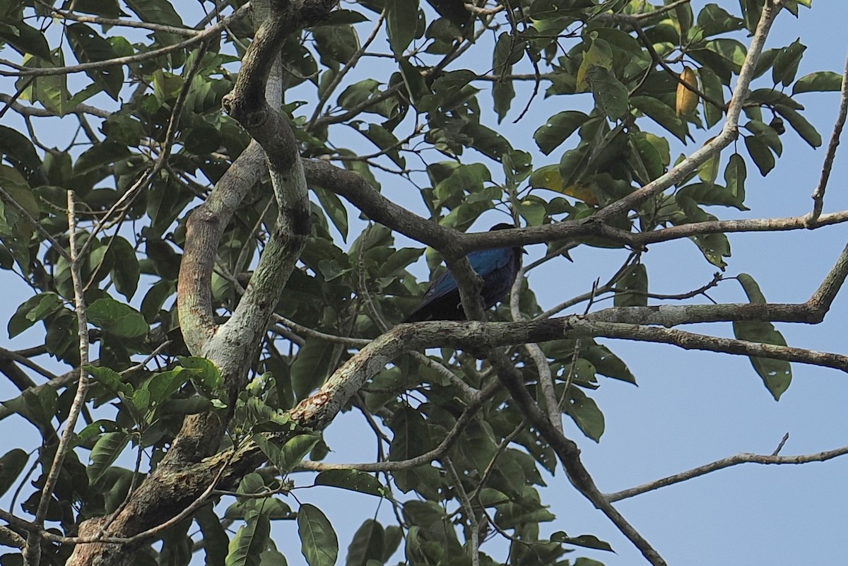 Медный спрео - ML646952829