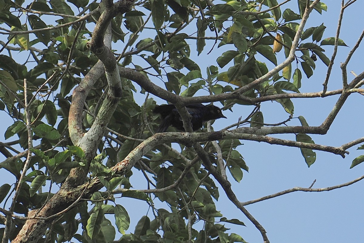 Медный спрео - ML646952830