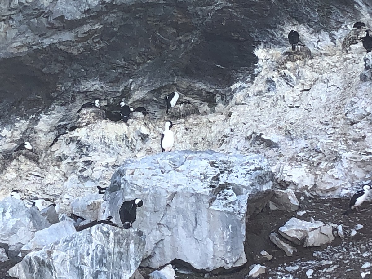 Imperial Cormorant - ML646952831