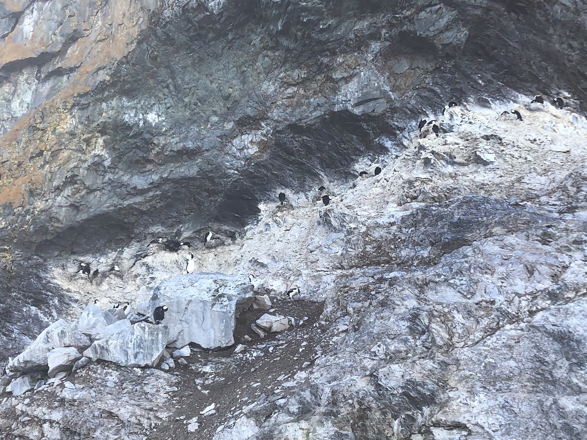 Imperial Cormorant - ML646952832