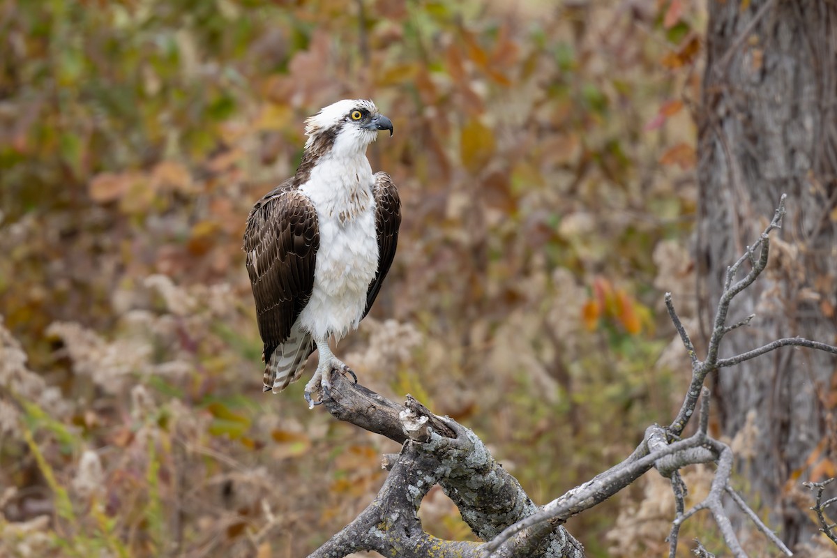 Águila Pescadora - ML646952850