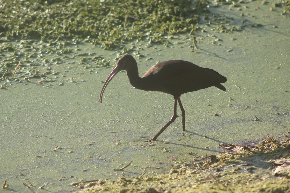 White-faced Ibis - ML646952853
