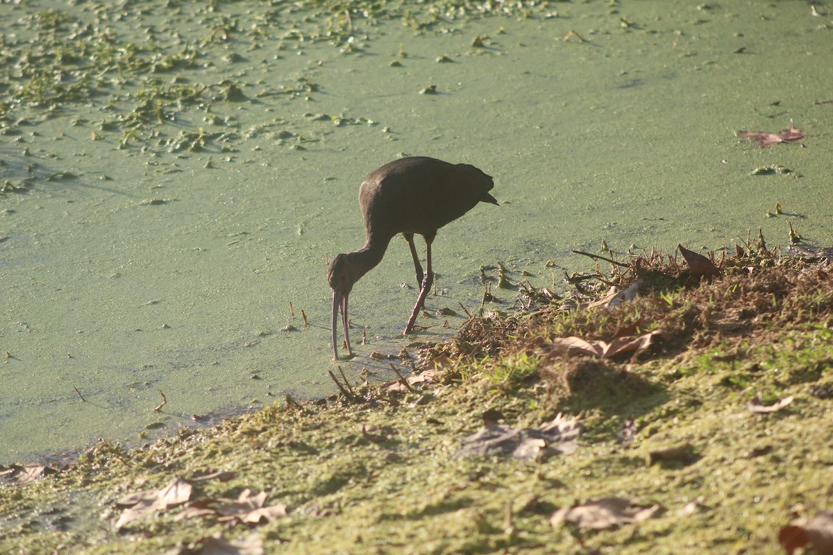 Brillensichler - ML646952854