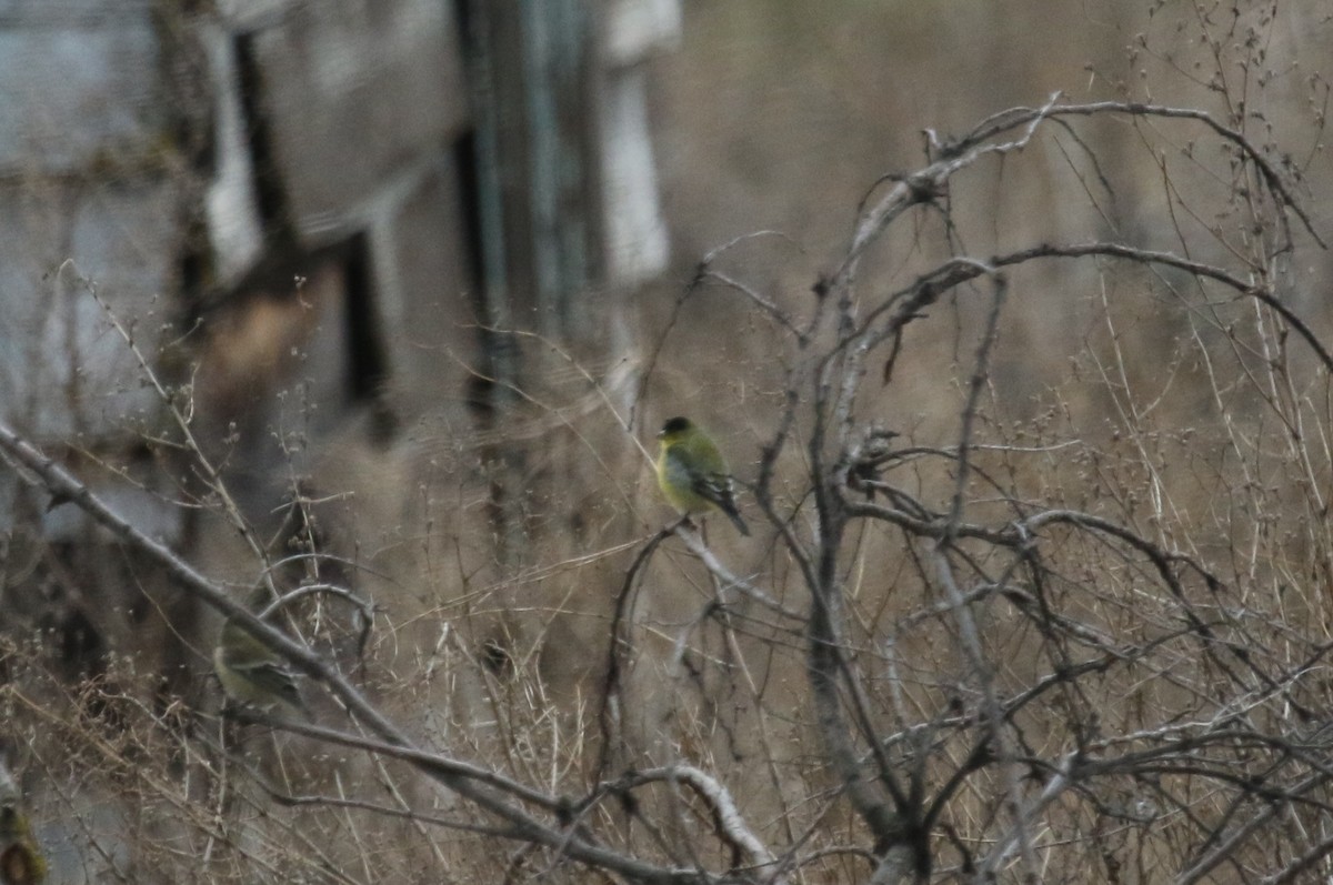 Mexikozeisig - ML646952857