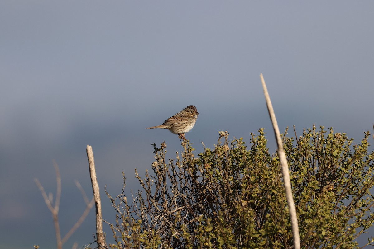 strnadec pruhohlavý - ML646952859