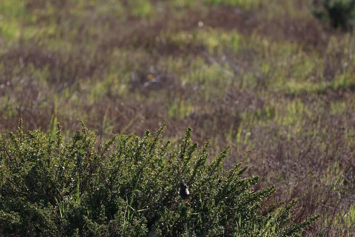 strnadec pruhohlavý - ML646952860