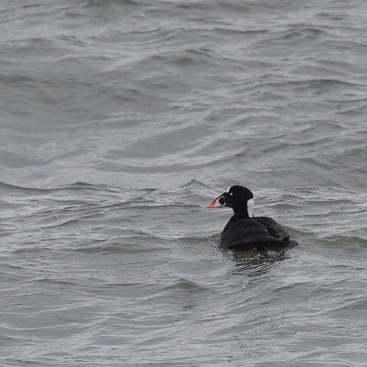 Surf Scoter - ML646952861