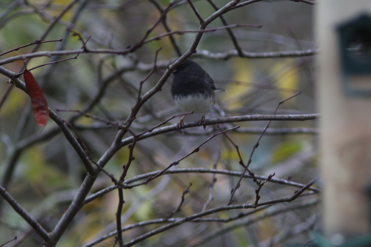 Dark-eyed Junco - ML646952863