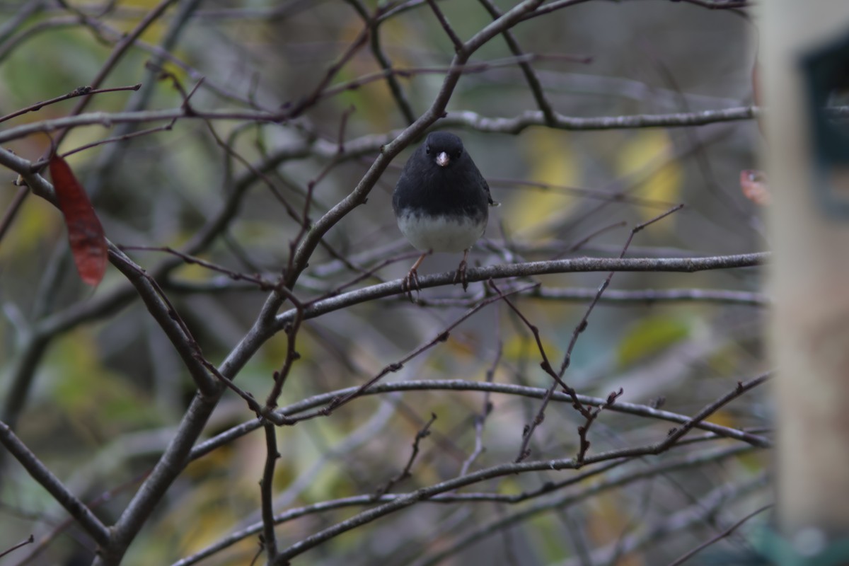 Dark-eyed Junco - ML646952864
