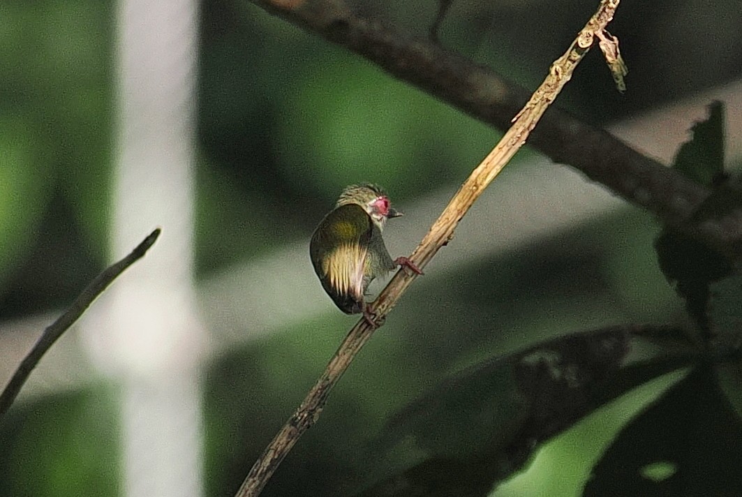 Добаш африканський - ML646952865