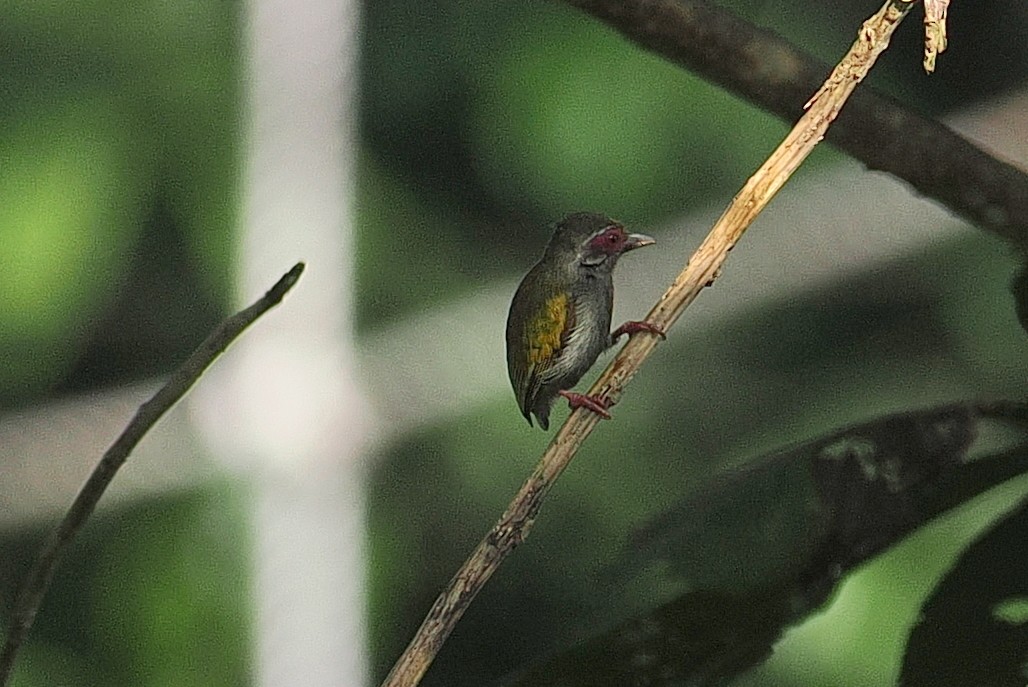 Добаш африканський - ML646952866