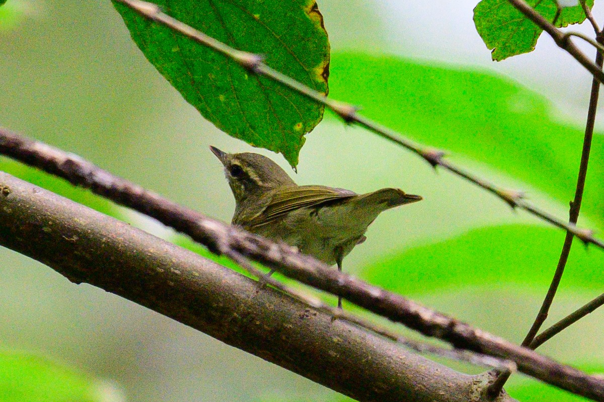 Large-billed Leaf Warbler - ML646952868