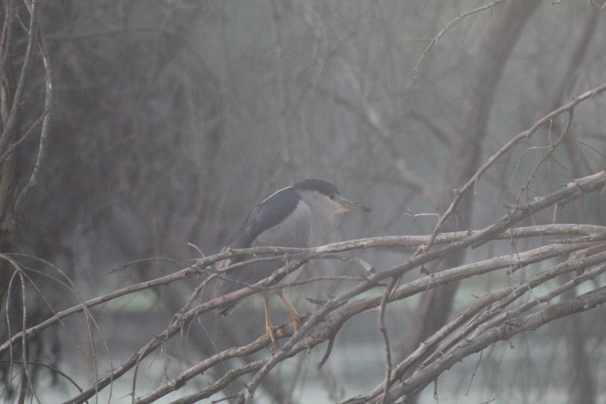 夜鷺 - ML646952871