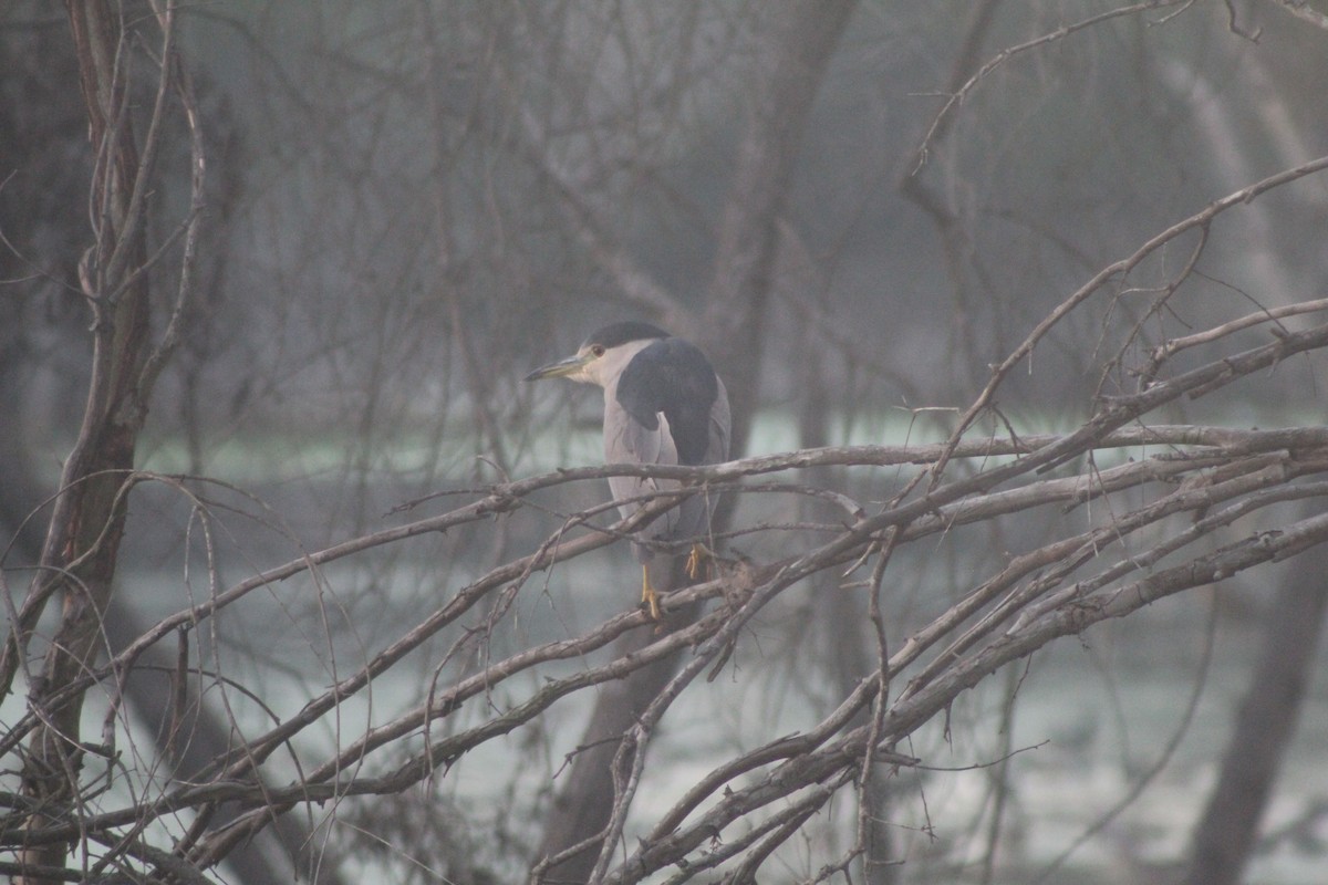 夜鷺 - ML646952872