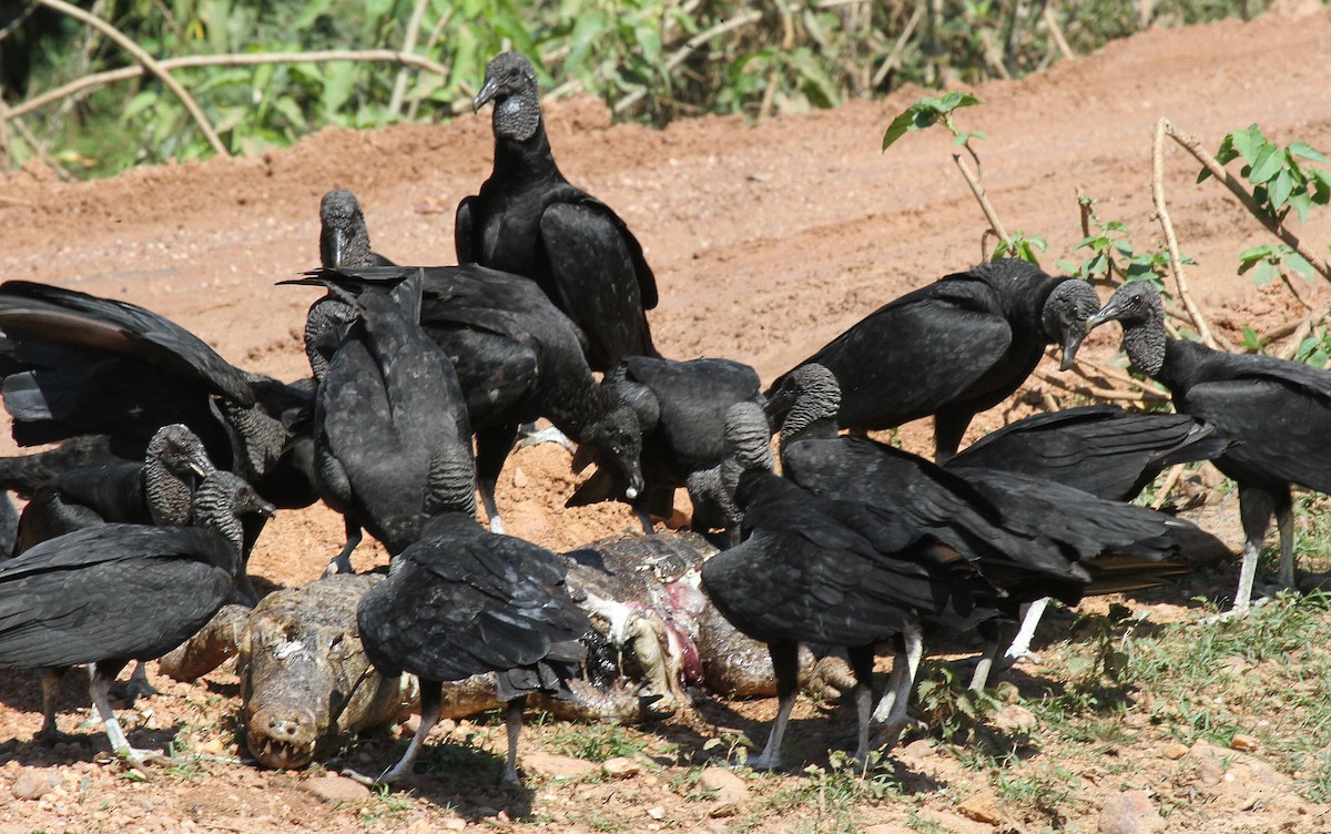 kondor havranovitý - ML646952874