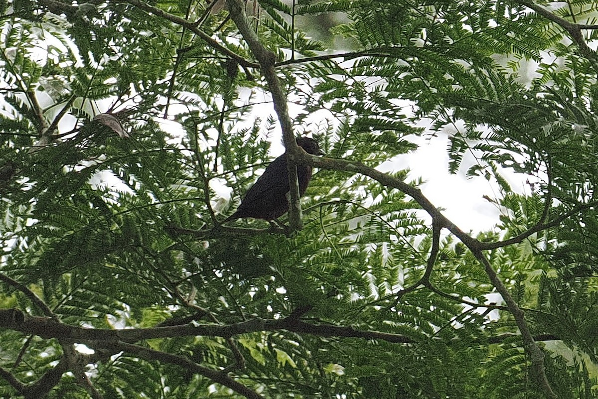 Ткачик чорний (підвид albinucha) - ML646952883