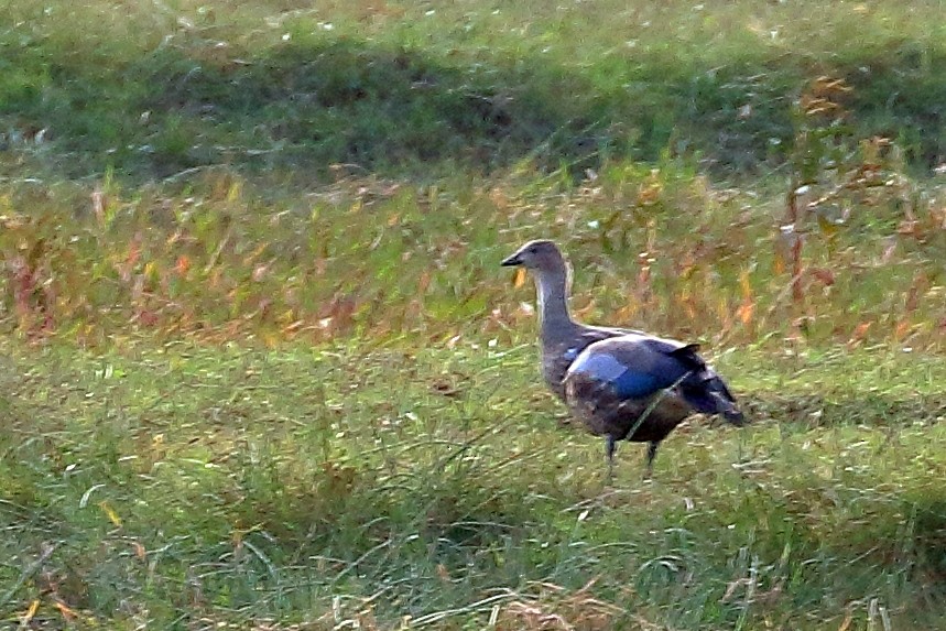 Blue-winged Goose - ML646952884