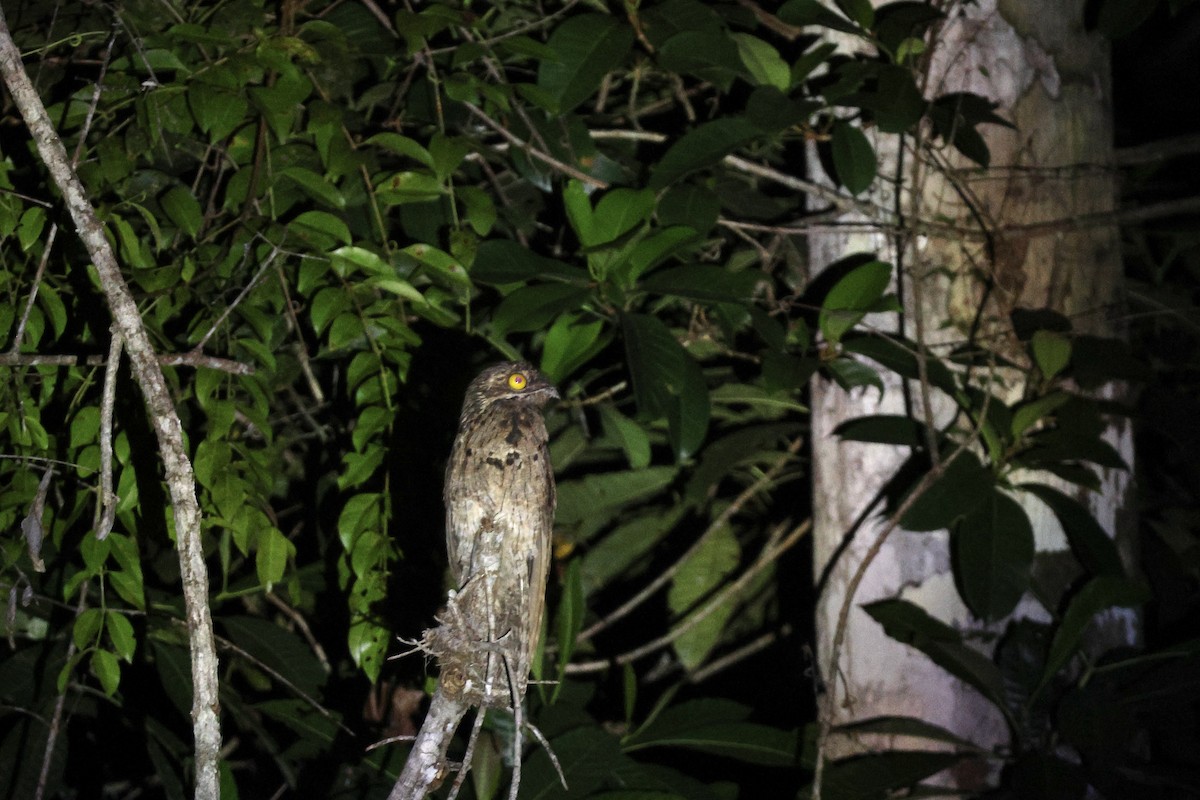 Klagetagschläfer - ML646952886