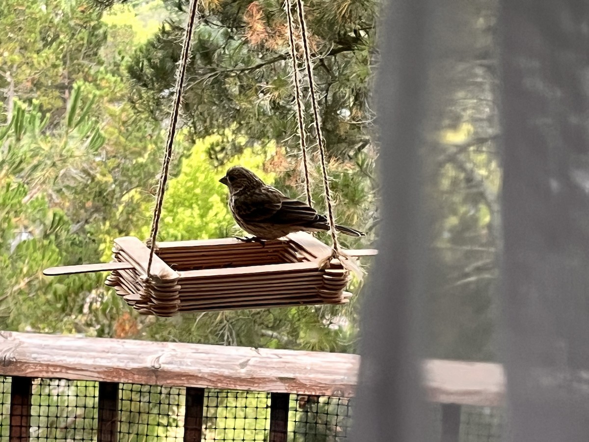 Roselin familier - ML646952891