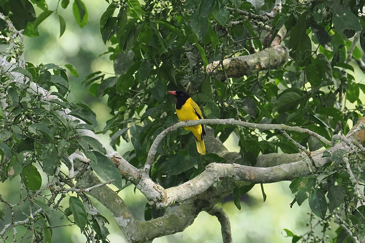 Вивільга чорнокрила - ML646952892