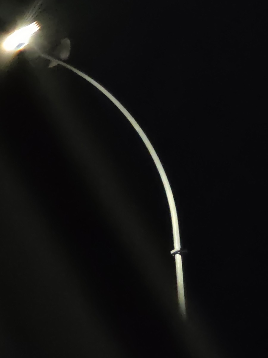 Snowy Owl - ML646952893