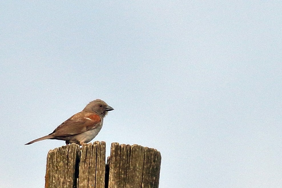 Swainson's Sparrow - ML646952894