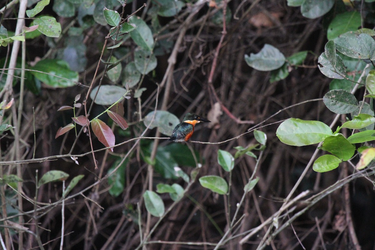 bronseisfugl - ML646952896