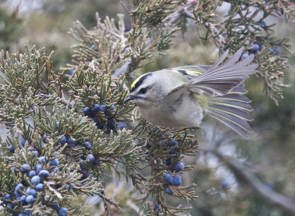 Golden-crowned Kinglet - ML646952903