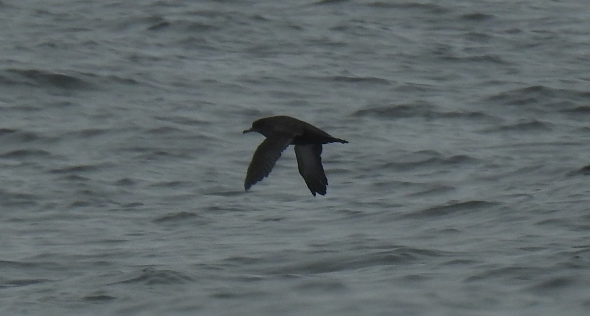 Sooty Shearwater - ML646952904