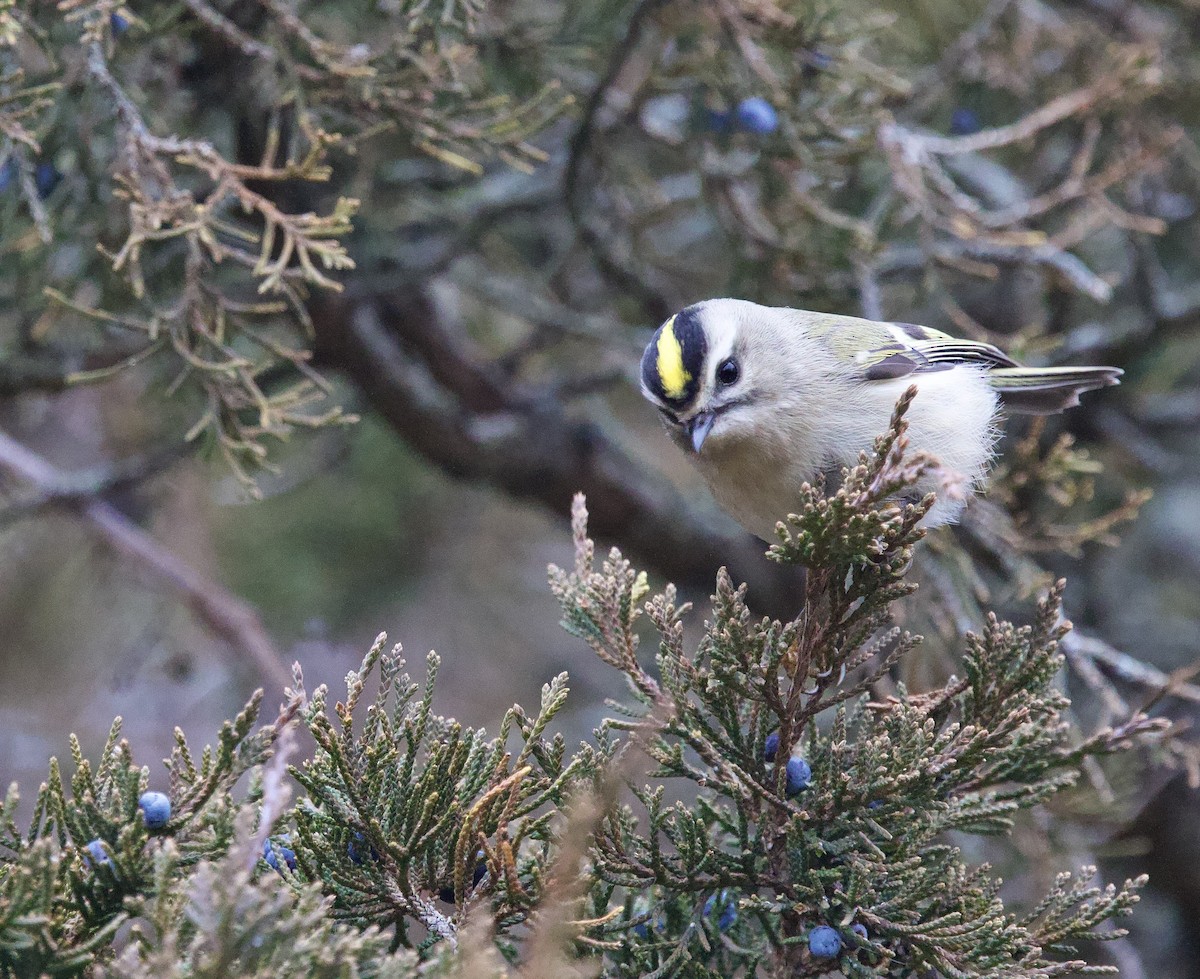 Golden-crowned Kinglet - ML646952905