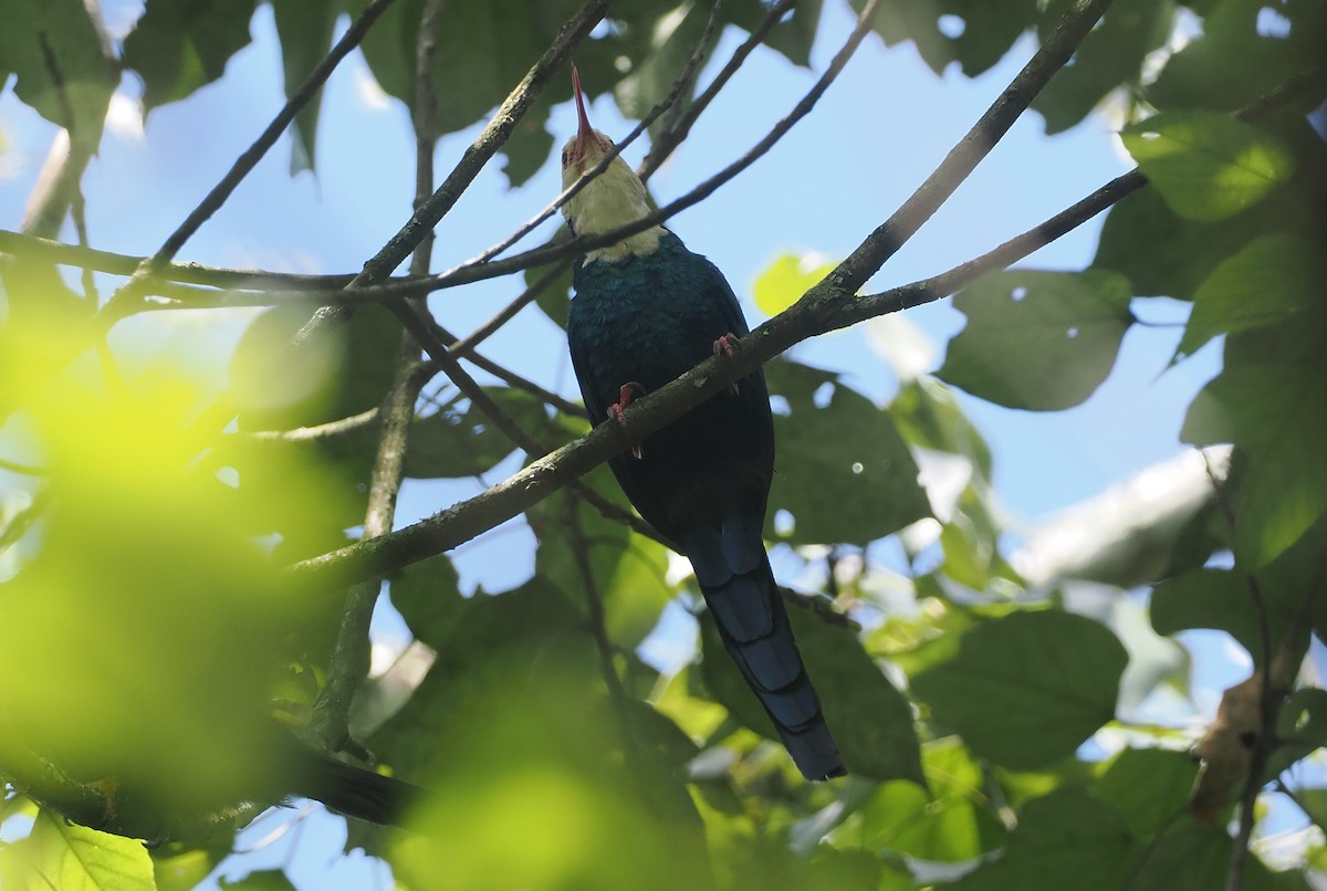 White-headed Woodhoopoe - ML646952906
