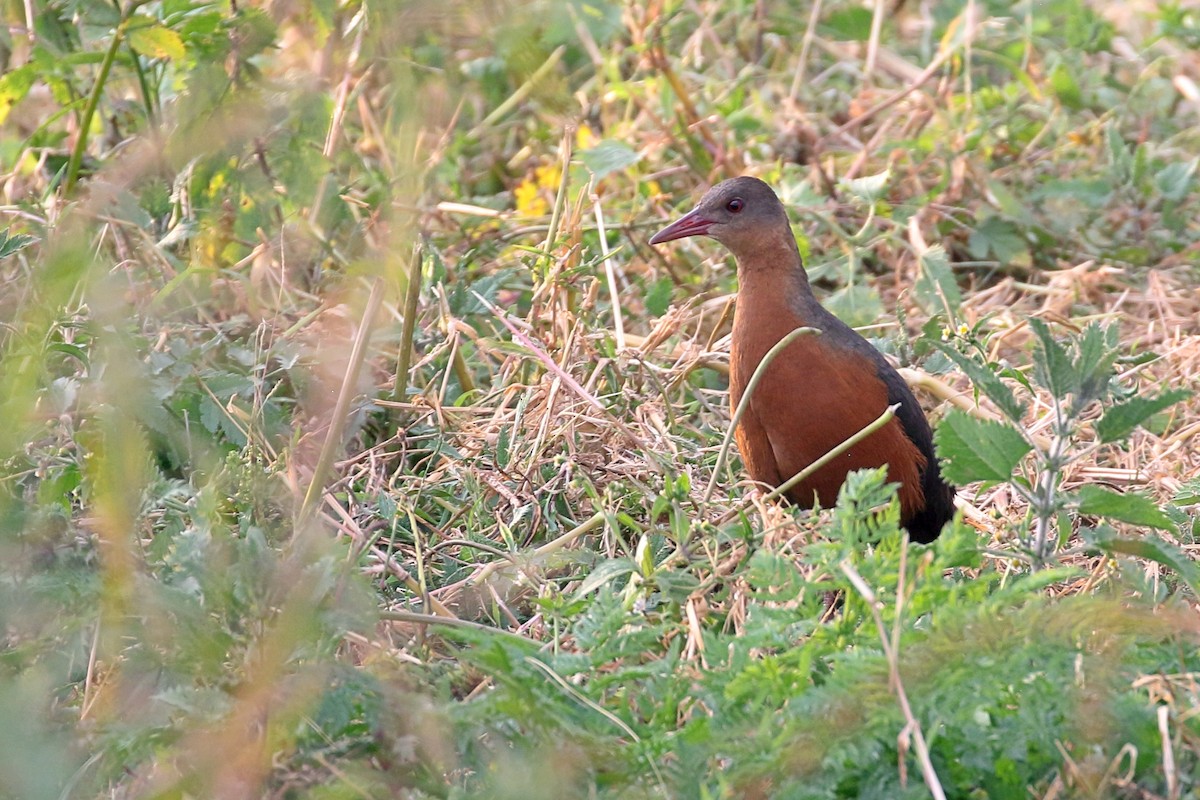 Rouget's Rail - ML646952907