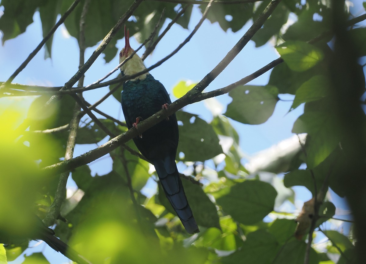 White-headed Woodhoopoe - ML646952911