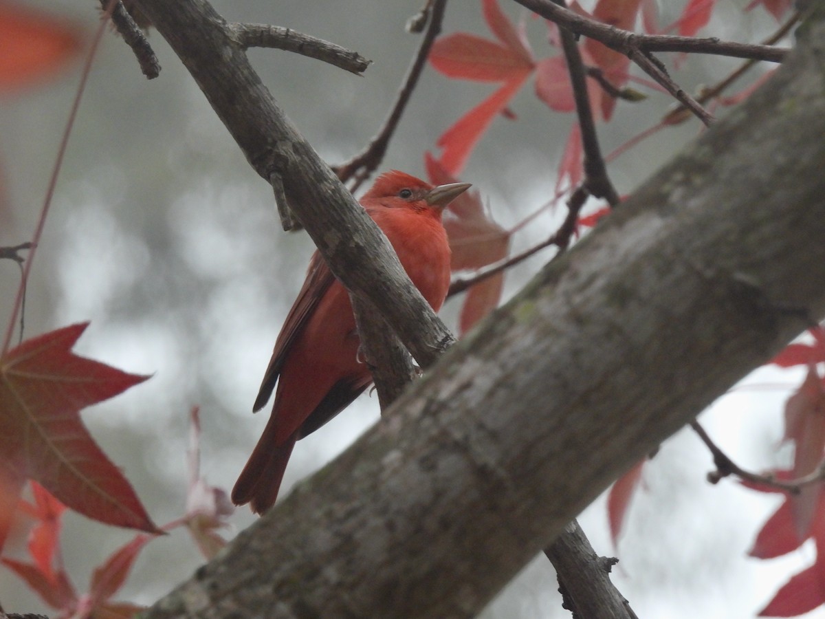 Summer Tanager - ML646952912
