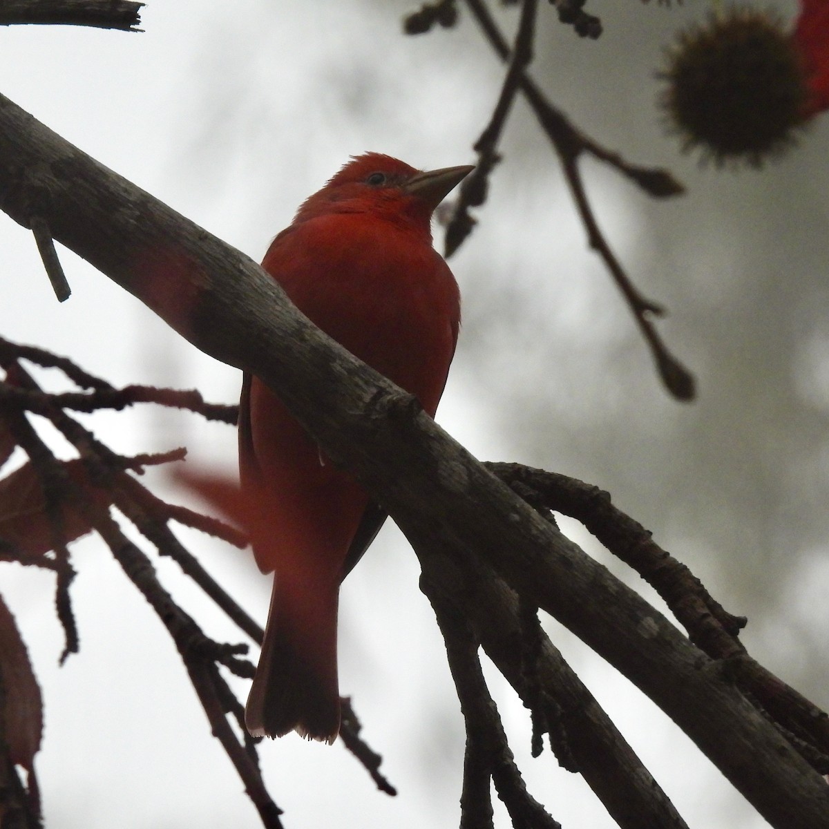 Summer Tanager - ML646952916