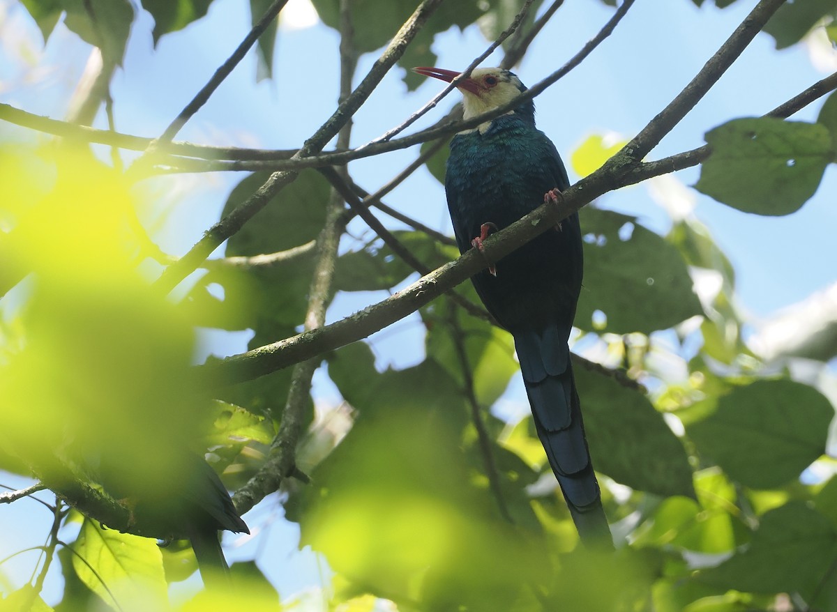White-headed Woodhoopoe - ML646952917