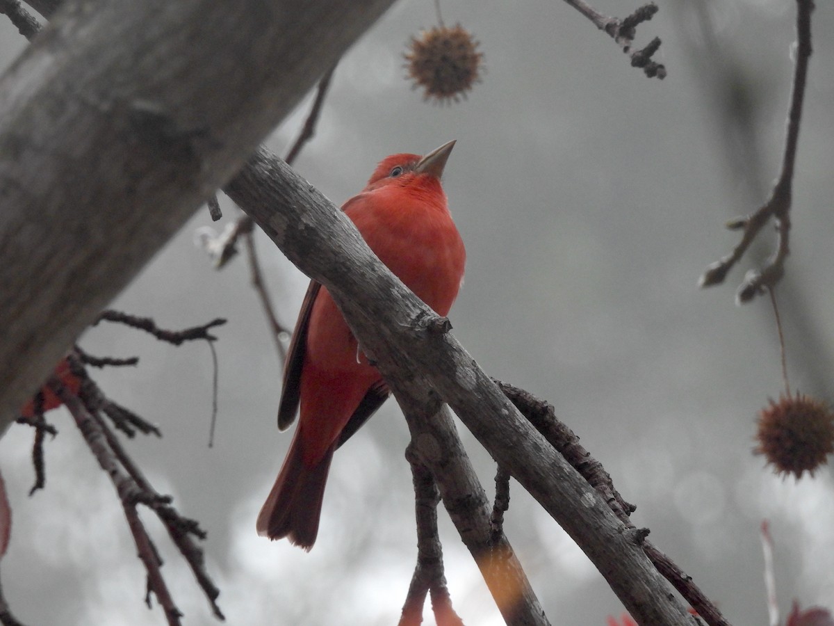 Summer Tanager - ML646952918