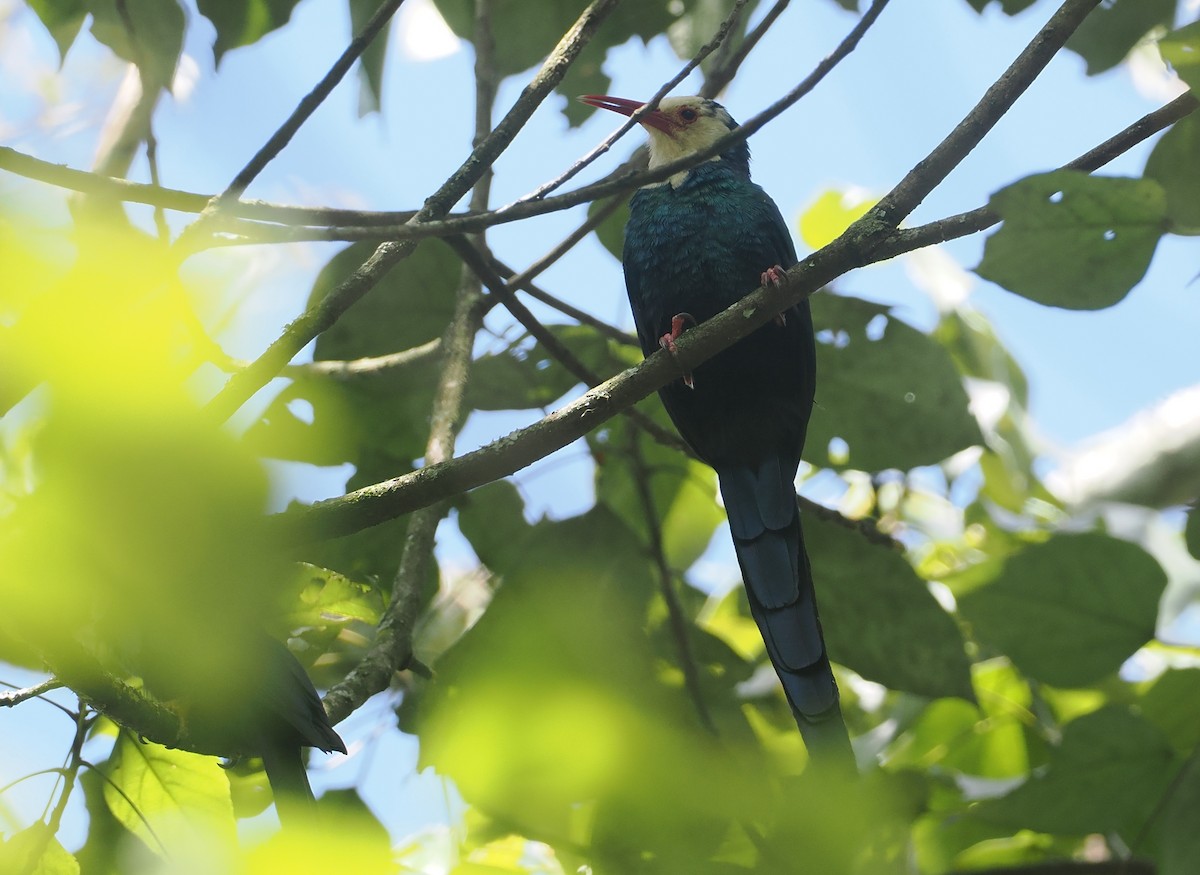 White-headed Woodhoopoe - ML646952919