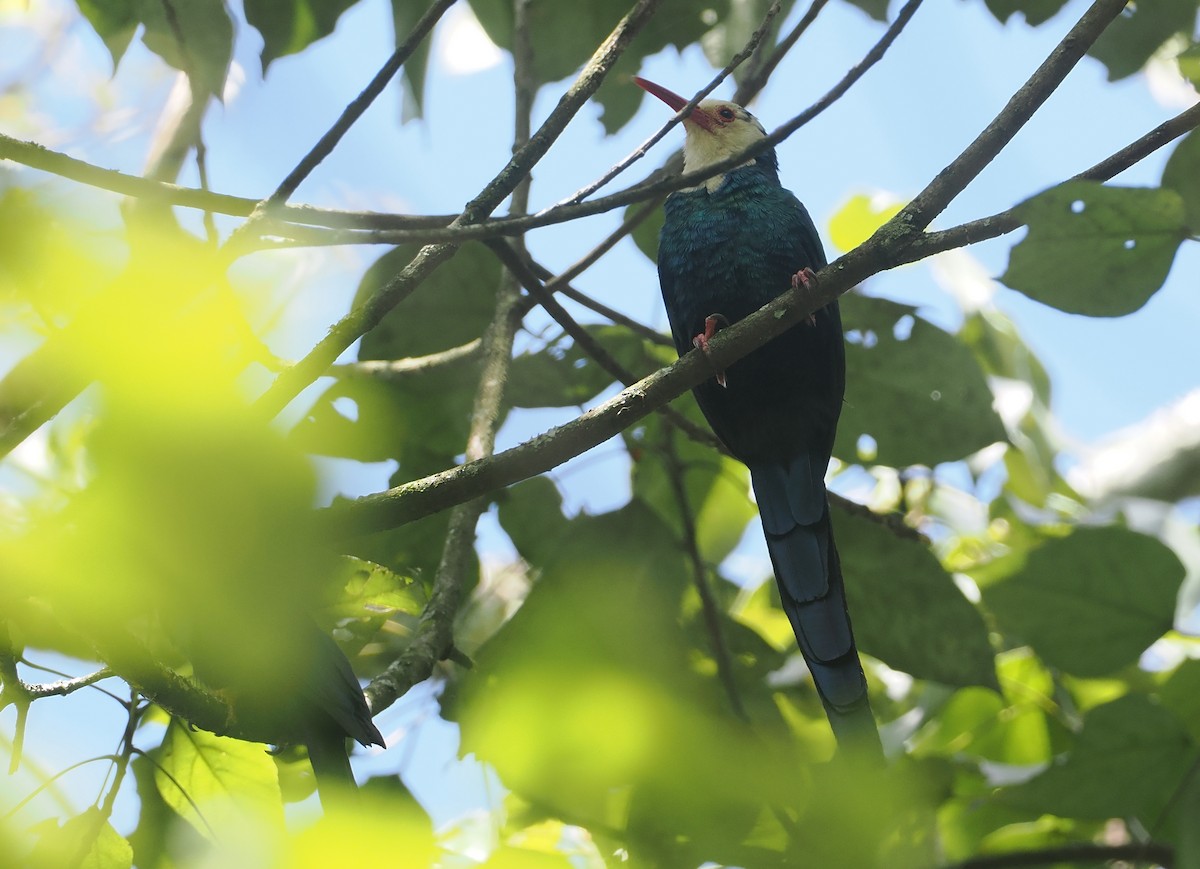 White-headed Woodhoopoe - ML646952922
